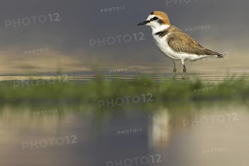 Kentish Plover (Charadrius alexandrinus), Oman