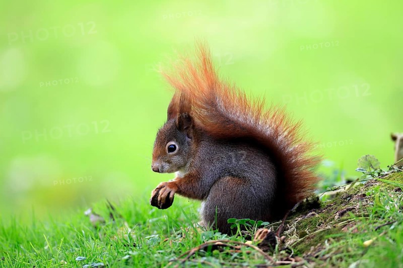 Squirrel (Sciurus vulgaris), adult, in a meadow, eating, with food, walnut, Mannheim, Germany
