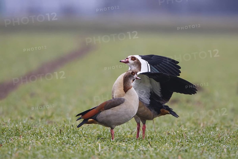 Egyptian Goose (Alopochen aegyptiaca) pair, North Rhine-Westphalia, Germany