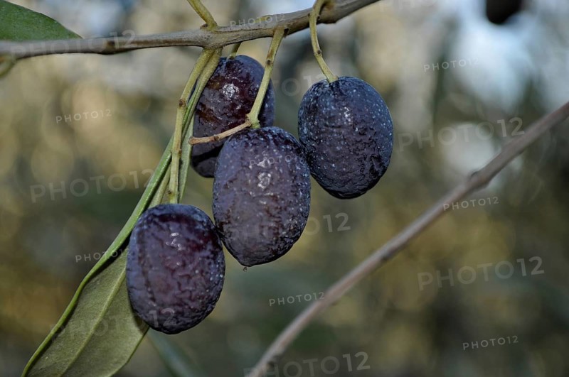 Olive tree (Olea europaea)