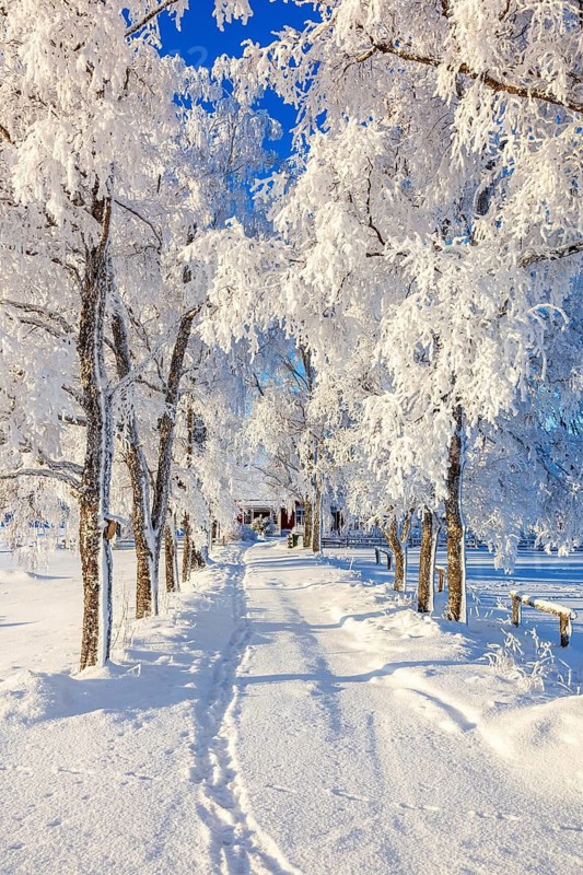 Tree Lined path with frosty trees to a red cottage in a wintry landscape a sunny winter day, Sweden