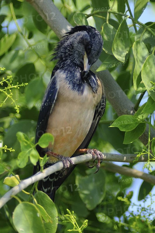 Rosy Starling (Pastor roseus), India