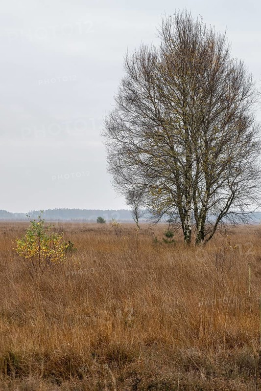 Birches (Betula pendula) in the moor, Emsland, Lower Saxony, Germany