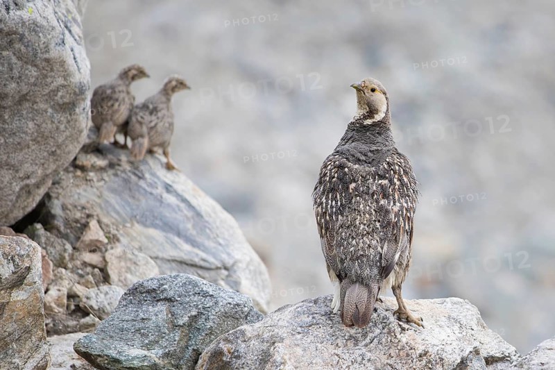 Caucasian Snowcock (Tetraogallus caucasicus) female with chicks on rocks, Caucasus, Russia