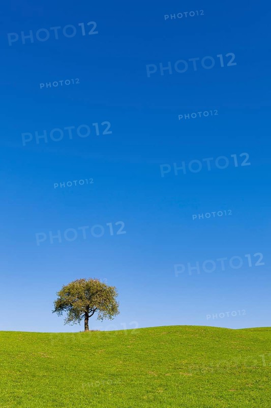 A single cherry tree stands in a green meadow under a clear blue sky, Baden-Württemberg, Germany