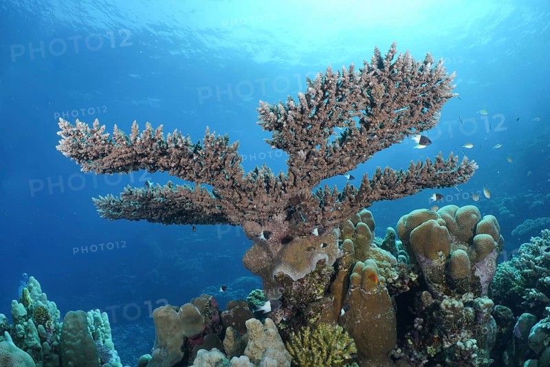 Pharaoh's antler coral (Acropora pharaonis)