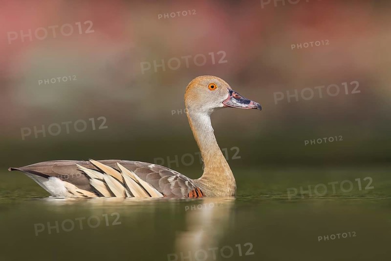 Plumed Whistling Duck (Dendrocygna eytoni) in a wetland area in Papua New Guinea