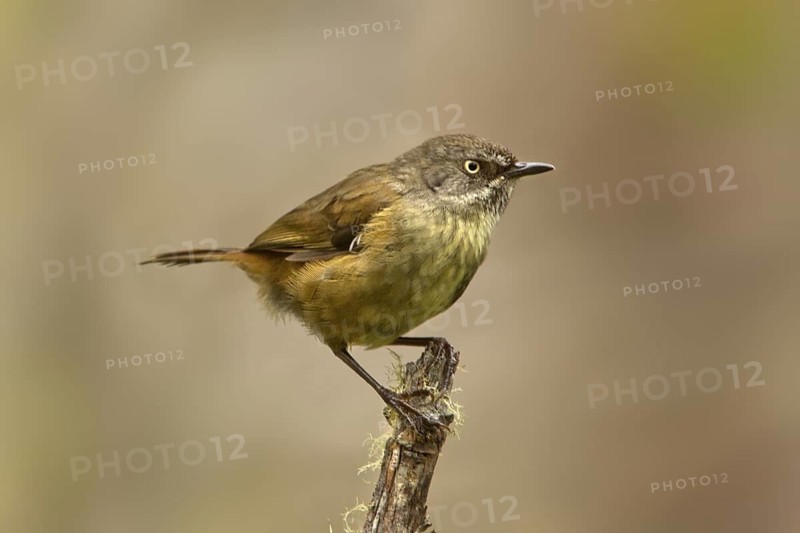 Tasmanian Scrubwren (Sericornis humilis), Tasmania, Australia