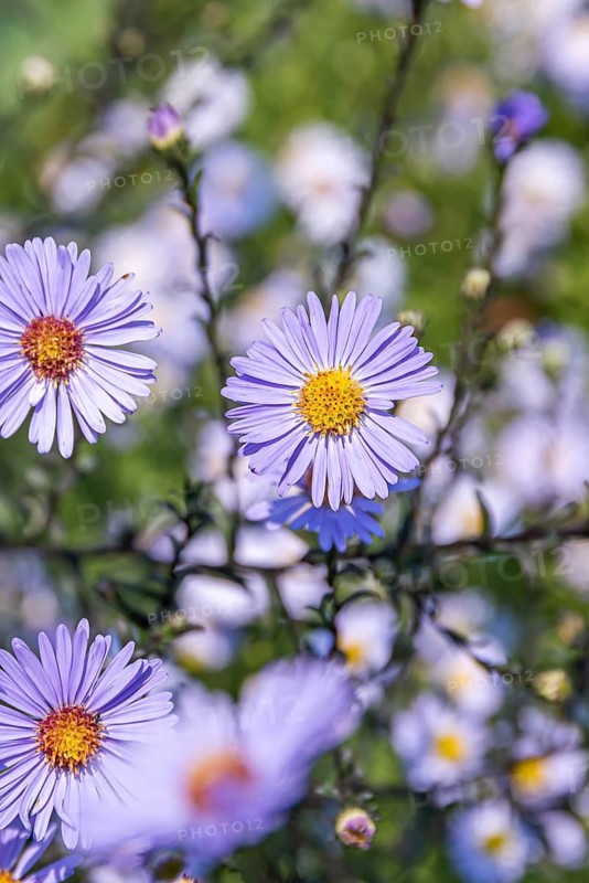 Aster (Aster laevis 'Calliope'),  Germany