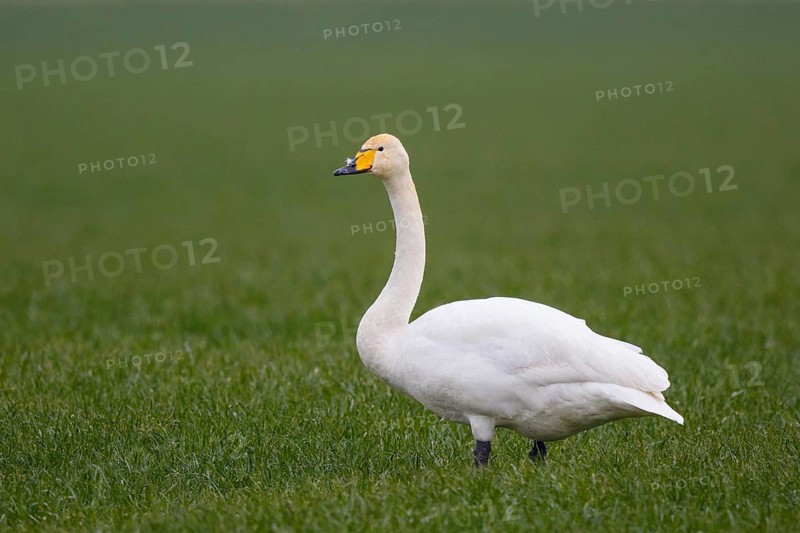 Whooper Swan (Cygnus cygnus), North Rhine-Westphalia, Germany