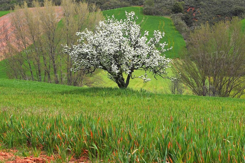A solitary tree in full bloom stands proudly against a backdrop of rolling green hills. The lush greenery contrasts beautifully with the white blossoms, creating a serene and picturesque scene