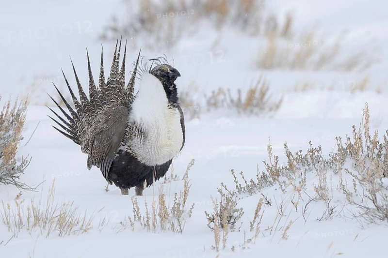 Sage Grouse (Centrocercus urophasianus) male, Colorado, USA