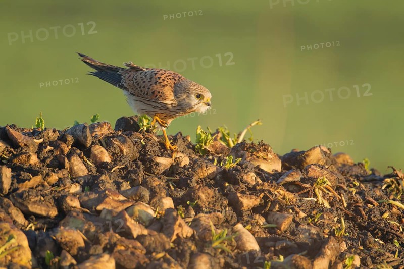 Common kestrel (Falco tinnunculus) adult falcon bird of prey on a farm waste heap from a sugar beet clamp, England, United Kingdom