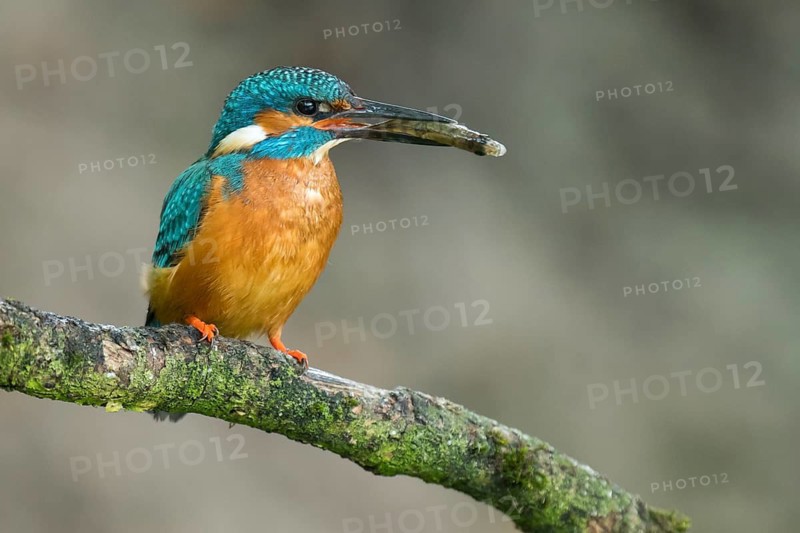 Common Kingfisher (Alcedo atthis) male perched on a branch with a fish in its beak, Lower Saxony, Germany
