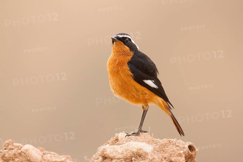 Moussier's Redstart (Phoenicurus moussieri) male, Morocco