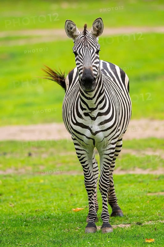 Plains zebra (Equus quagga) standing on a meadow, Germany