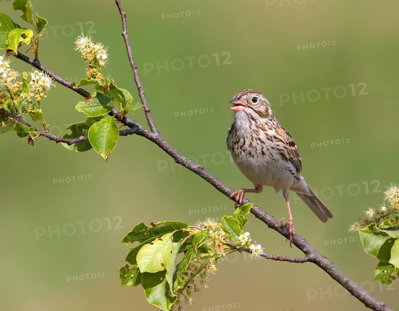A Vesper Sparrow, Pooecetes gramineus sings from a blooming shrub in Saskatoon, Saskatchewan