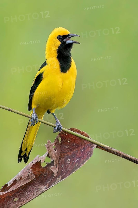 Yellow-tailed Oriole (Icterus mesomelas) perched on a branch in Panama