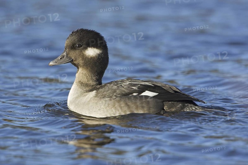 Bufflehead (Bucephala albeola) female, British Columbia, Canada
