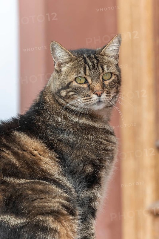 Domestic cat (Felis silvestris catus) sunbathing in morning in front of the house door. France