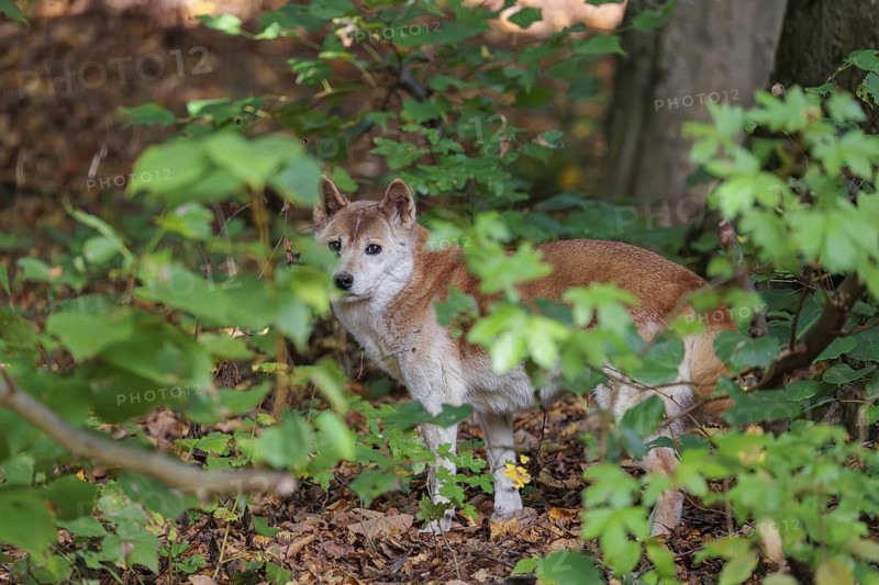 A New Guinea singing dog or New Guinea Highland dog (Canis hallstromi) (Canis dingo hallstromi, Canis familiaris) stands in the forest, partially hidden behind leaves, looking at the photographer