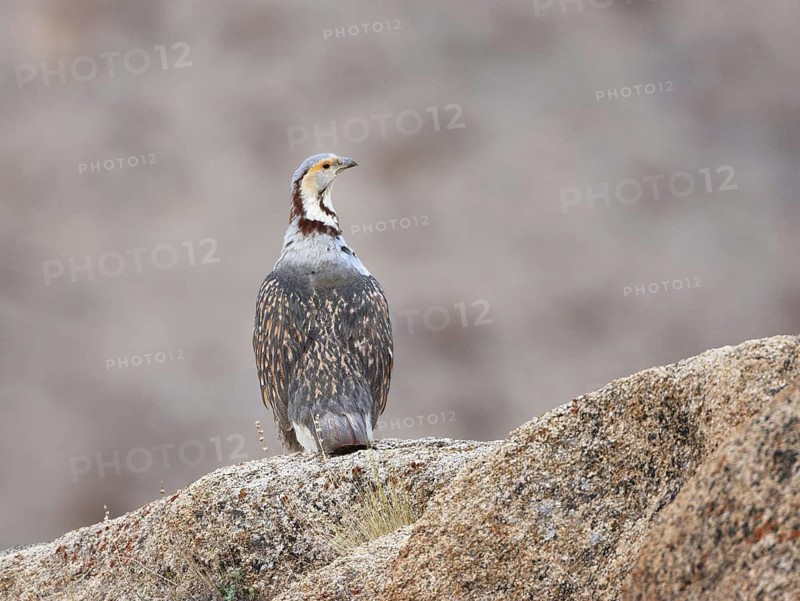 Himalayan Snowcock (Tetraogallus himalayensis), Ladakh, India