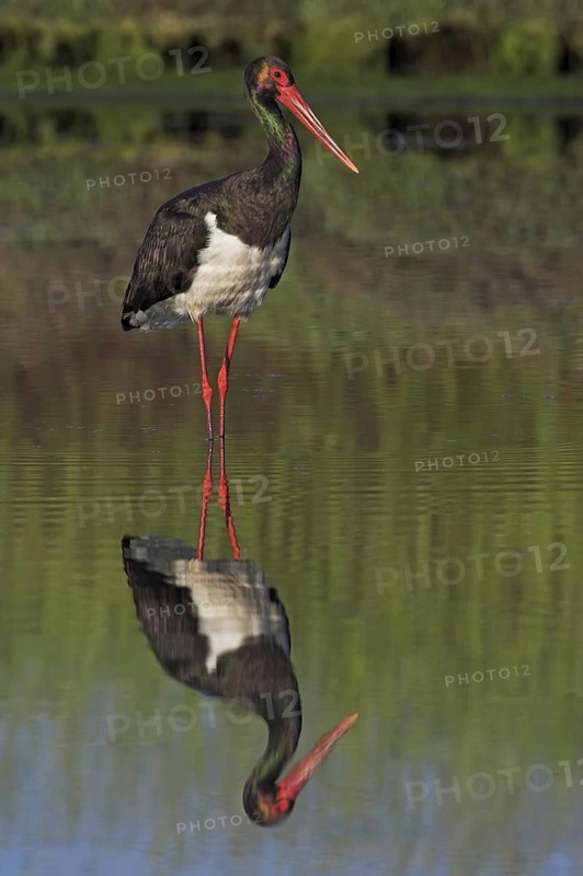 Black Stork (Ciconia nigra), Lesvos, Greece