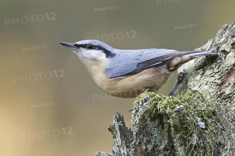 Eurasian Nuthatch (Sitta europaea), Germany