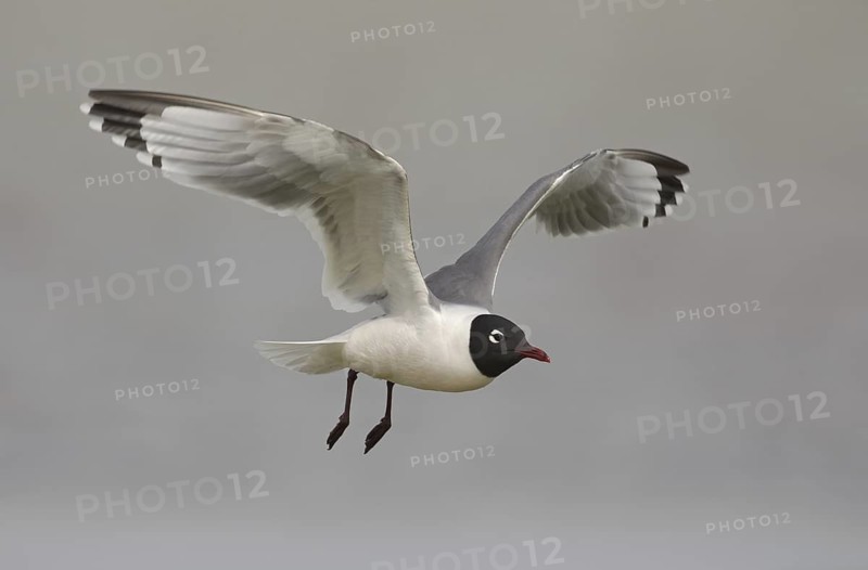 Franklin's Gull (Leucophaeus pipixcan) flying, Montana, USA