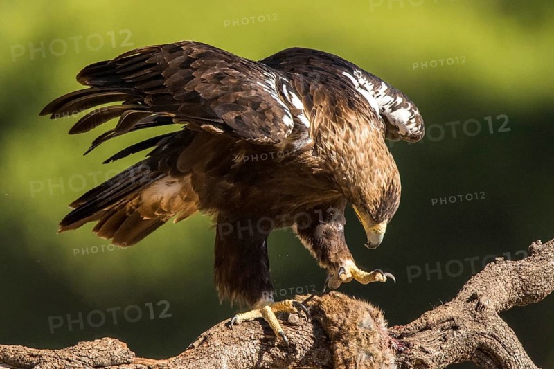 Spanish Imperial Eagle (Aquila adalberti) male perched on a branch with prey, Andalusia, Spain