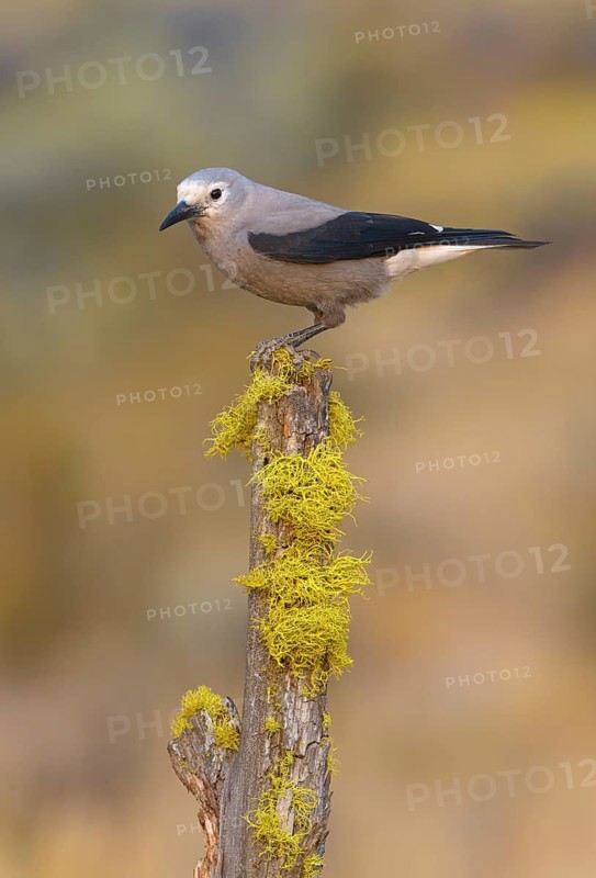 Clark's Nutcracker (Nucifraga columbiana), Oregon, USA