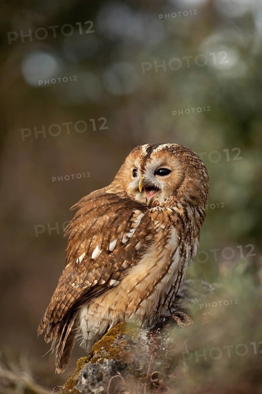 Tawny Owl (Strix aluco) captive, perched on a stump, Germany