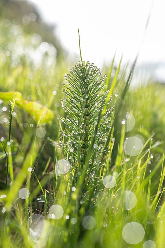 A vibrant image capturing a horsetail plant adorned with sparkling dew in the morning light. The blurred background accentuates the freshness and tranquility of nature
