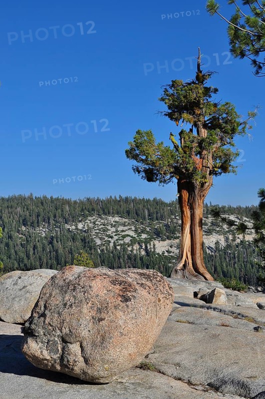 Single tree next to large rocks on a granite area under clear sky, Yosemite National Park, California, USA