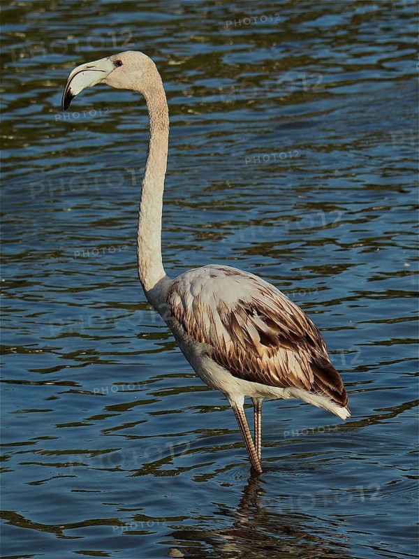 Pink flamingo (Phoenicopterus roseus)