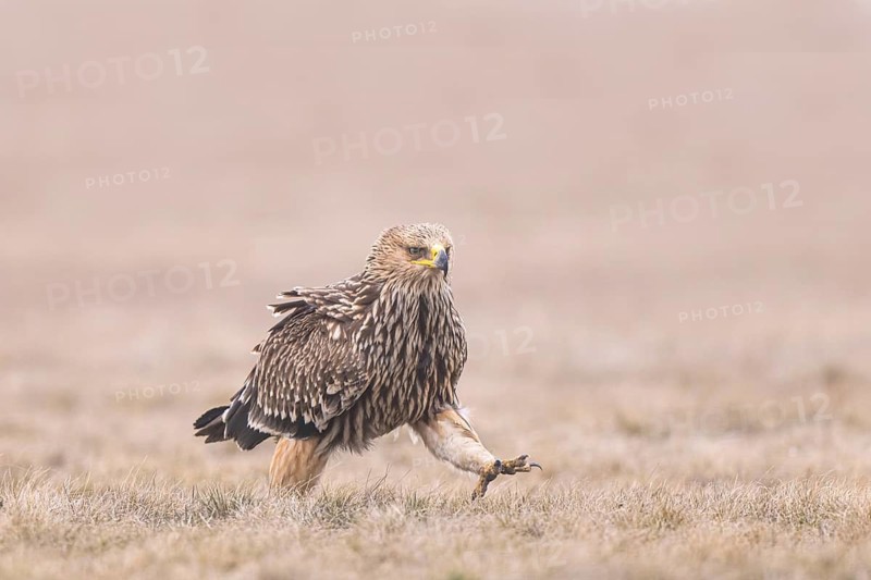 Eastern Imperial Eagle (Aquila heliaca) juvenile, Hungary