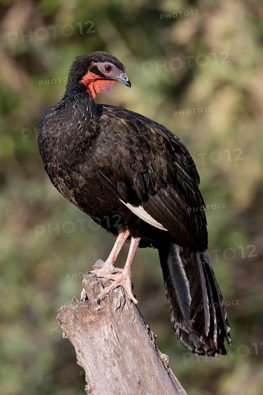 White-winged Guan (Penelope albipennis), Lambayeque, Peru