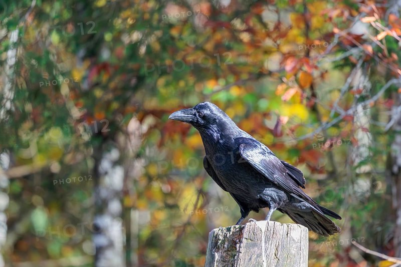 A common raven (Corvus corax) perches on an old fence post amid autumn-colored trees. Austria