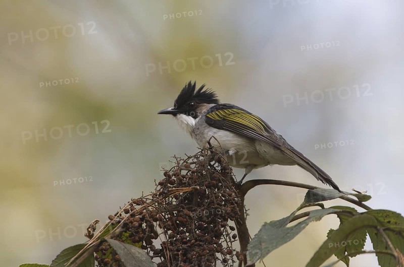 Ashy Bulbul (Hemixos flavala), Phetchabum, Thailand