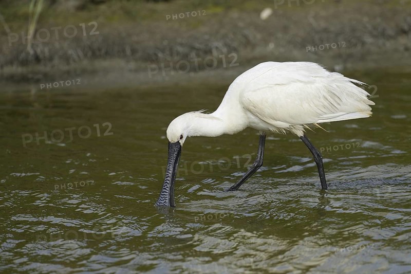Eurasian Spoonbill (Platalea leucorodia), Texel, Netherlands