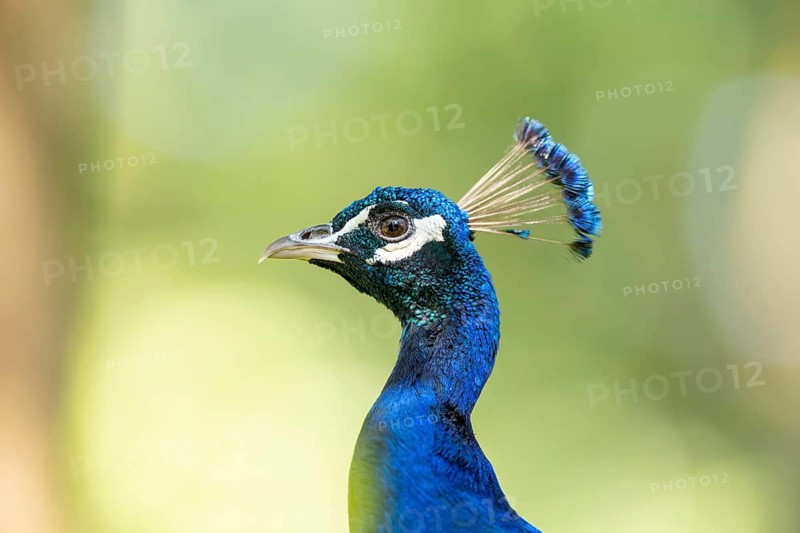 Indian peafowl (Pavo cristatus), portrait, Hesse, Germany