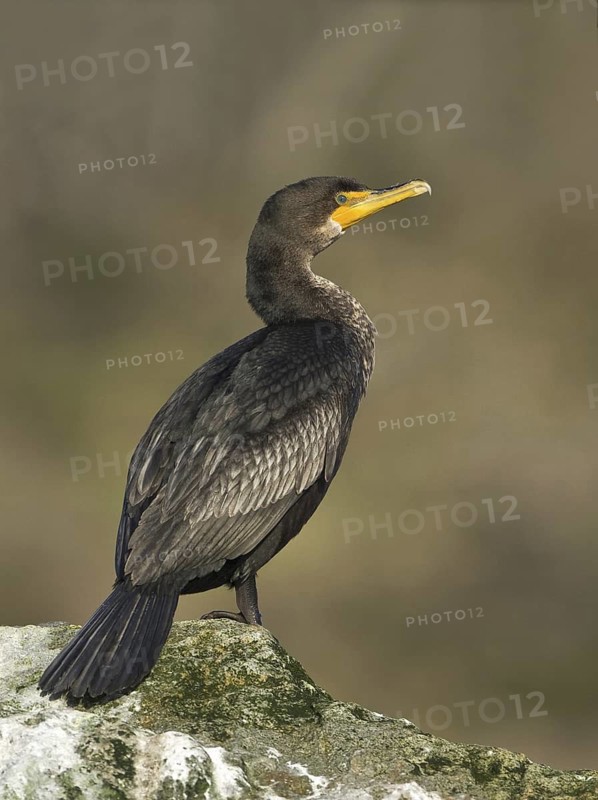 Double-crested Cormorant (Phalacrocorax auritus), Canada