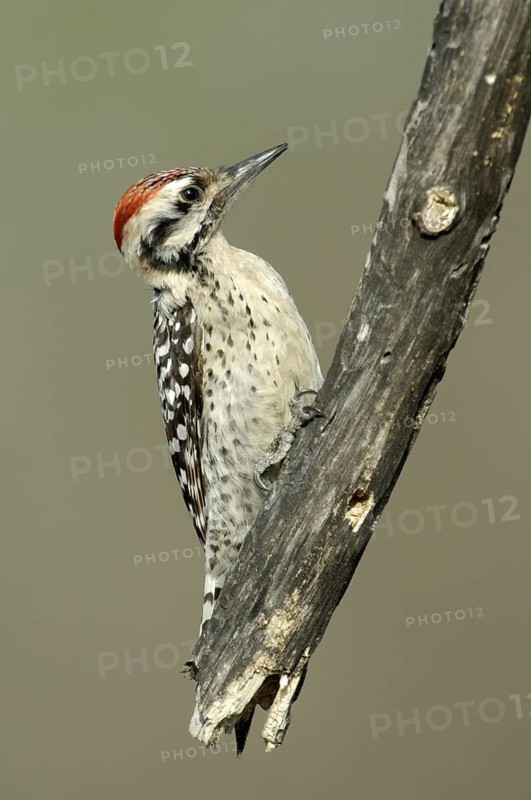 Ladder-backed Woodpecker (Dryobates scalaris), Arizona, USA