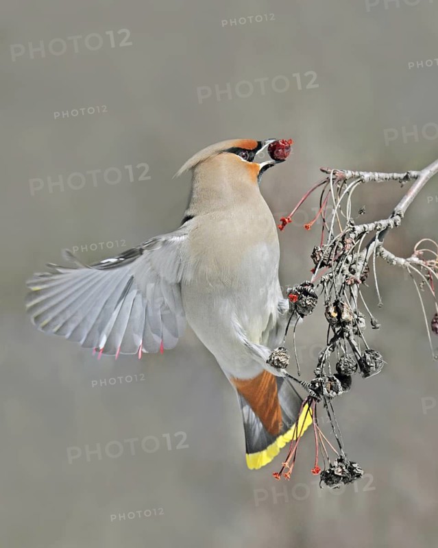 Bohemian Waxwing (Bombycilla garrulus), Saskatchewan, Canada