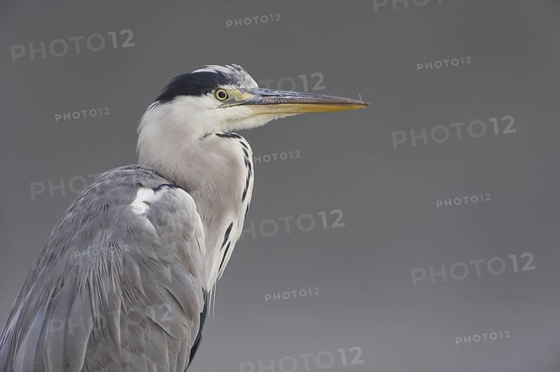 Grey Heron (Ardea cinerea), Saxony, Germany