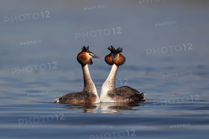 Great crested grebe (Podiceps cristatus) two adult birds performing their love courtship display on a lake in spring, England, United Kingdom