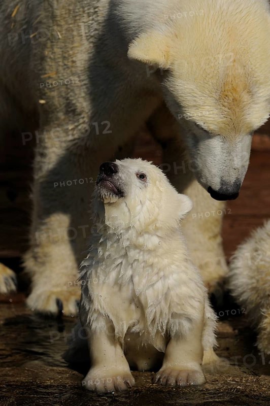 A polar bear cub looks up to a larger bear, polar bear (Ursus genus maritimus), captive