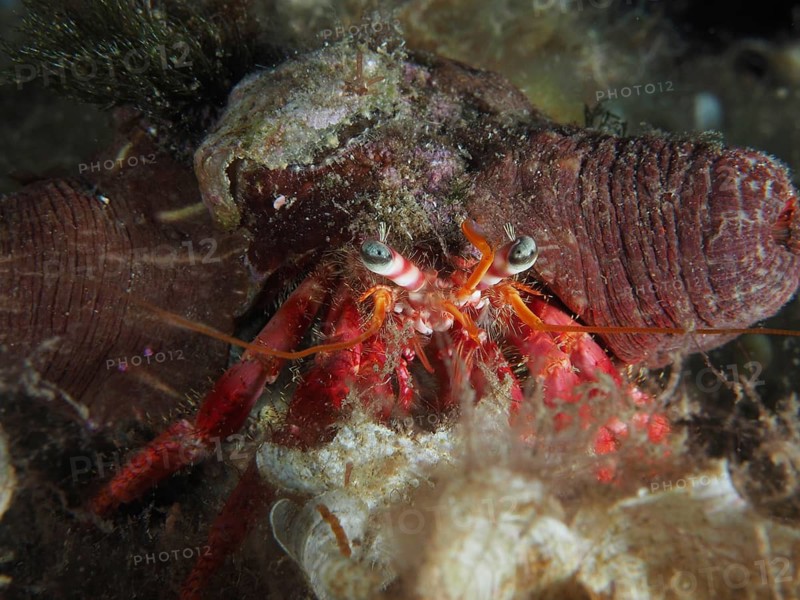 Close-up of Red Hermit Crab (Dardanus calidus) with protruding red legs, dive site Giens Peninsula, Mediterranean Sea, Porquerolles, Provence, Côte d'Azur, France