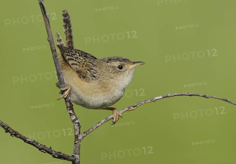 Sedge Wren (Cistothorus platensis), Alberta, Canada