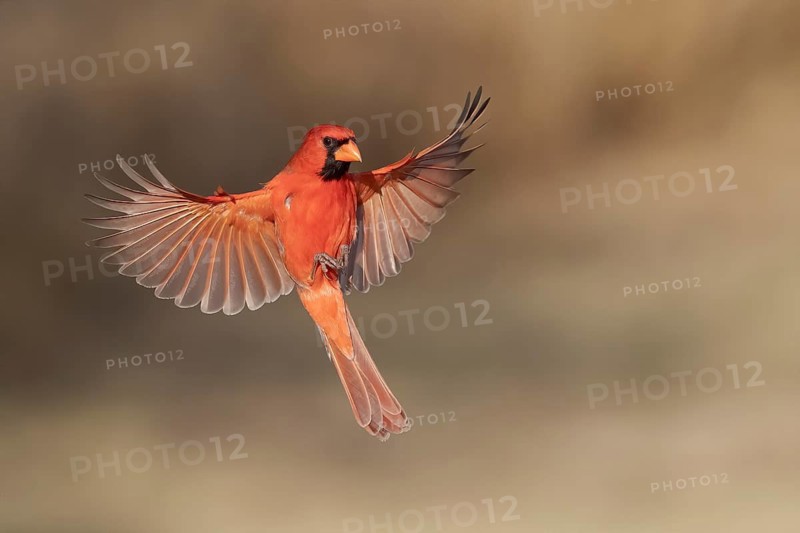 Northern Cardinal (Cardinalis cardinalis) male flying, Texas, USA